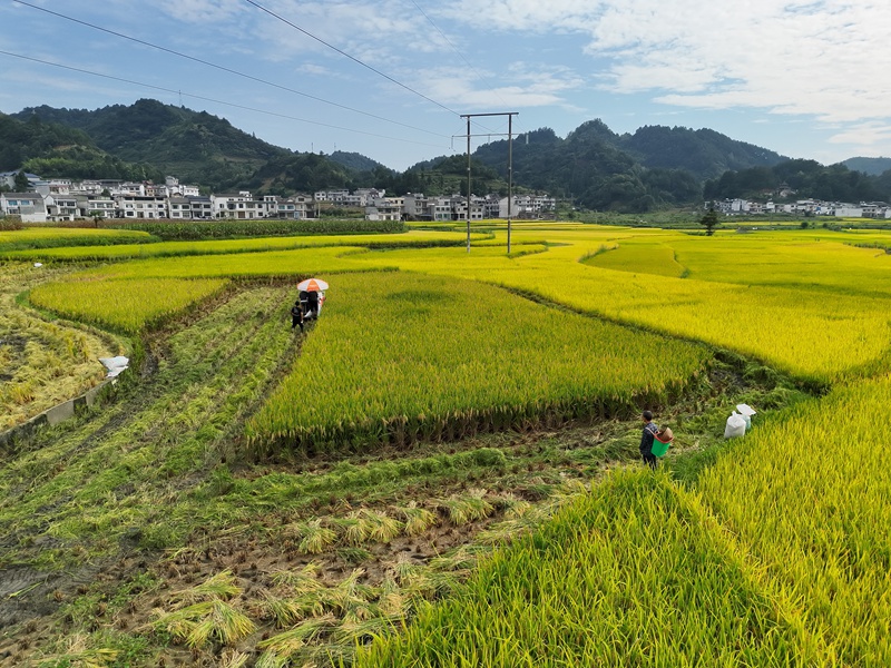 走进岩孔街道板桥社区粮油示范基地，千亩连片稻田满目金黄，饱满的稻穗随风翻涌。现场，田间收割机往来穿梭，农户紧随其后装袋转运，一派繁忙的丰收图景。