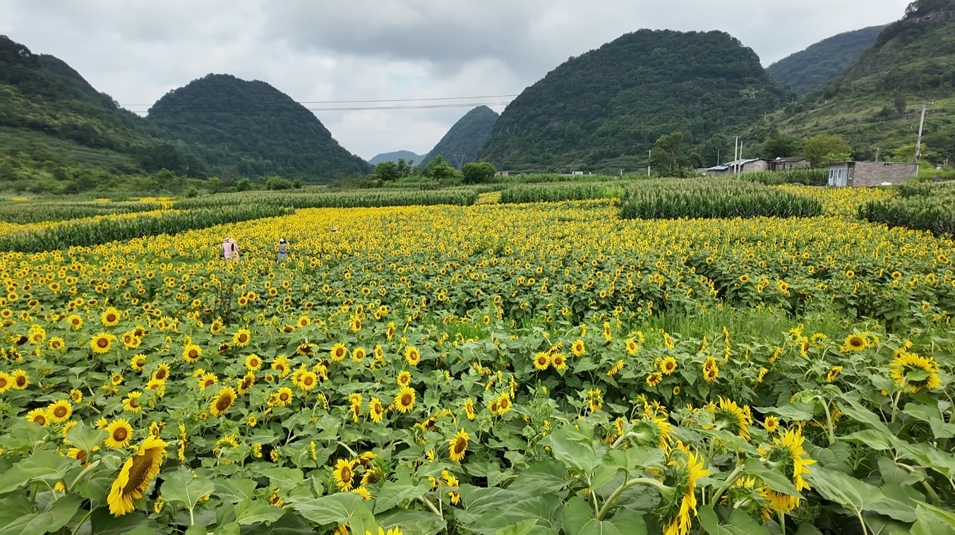 油葵連片種植。