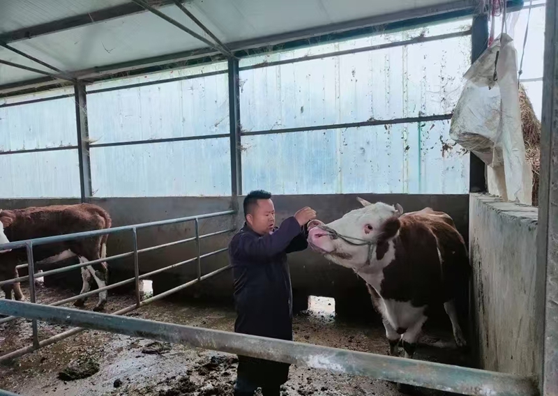 杨茂在养殖场给牛看病（供图：杨茂）.jpg