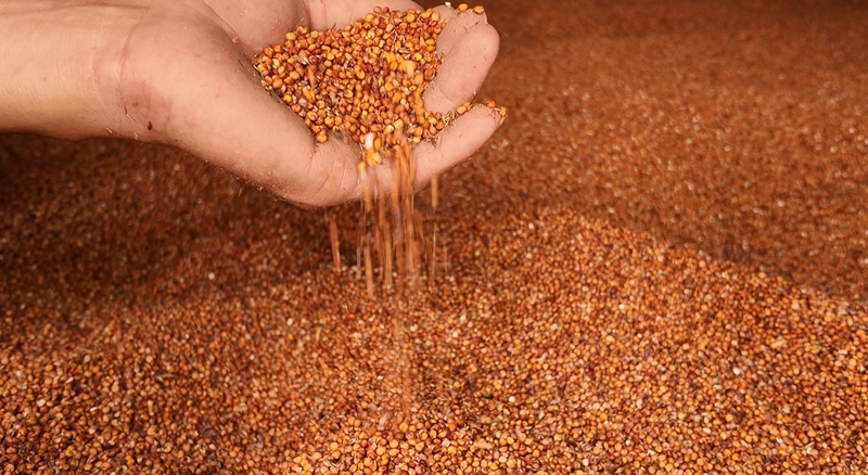 高粱粒。