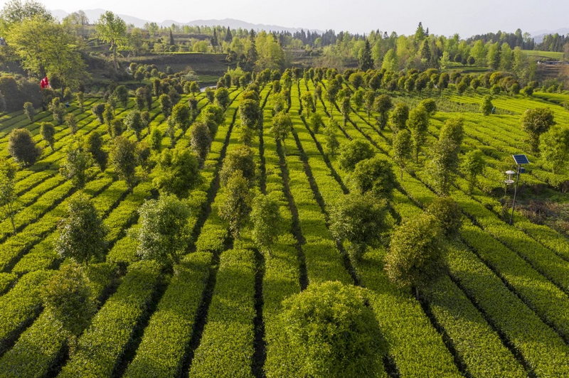 春到新景，茶山滴翠。