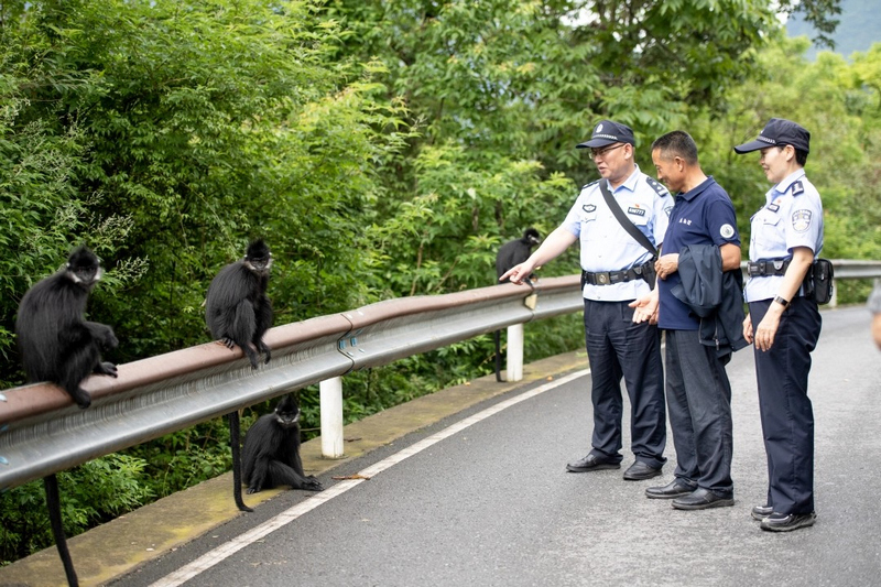 沿河自治縣公安局麻陽河保護區派出所民警山間巡邏偶遇黑葉猴。