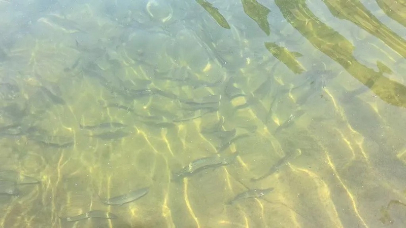 虹鳟鱼。