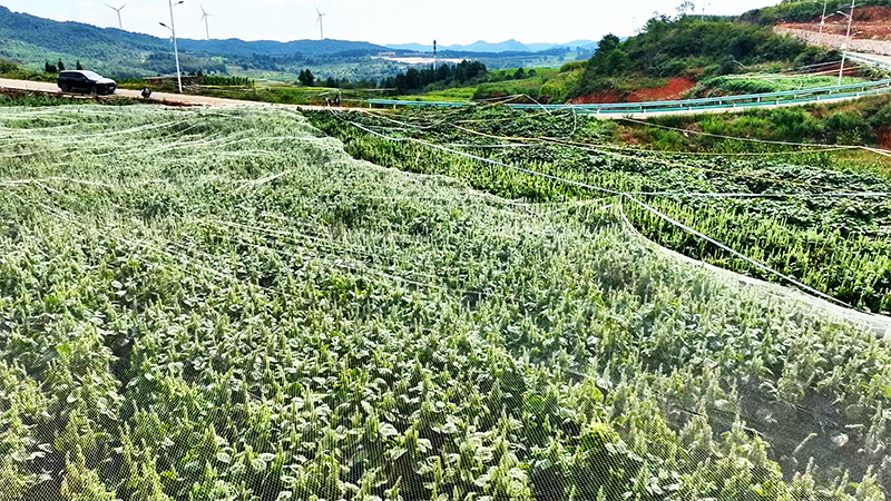 盤州市勝境街道沙淤社區紫蘇試驗示范種植基地。
