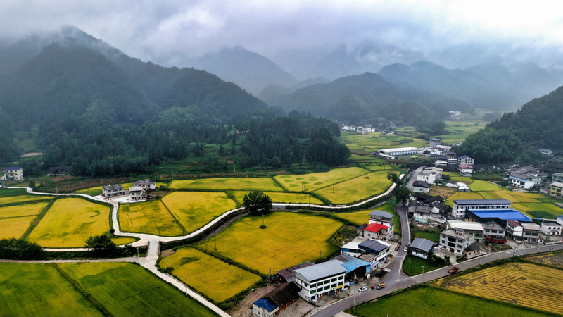 连片稻田铺向远山。