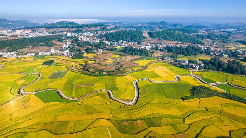 9月8日，地處烏蒙山腹地的黔西市金碧鎮鏵口寨社區高標准農田稻浪翻滾，“豐”景如畫。