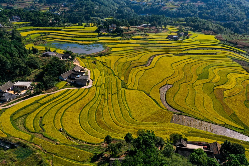 2026年9月7日，金秋時節，貴州省黔西市錦星鎮洪湖村梯田滿目金黃，水稻陸續成熟開鐮收割，層層稻浪與村落田園相映成景，呈現一派豐收喜人景象。 (2)