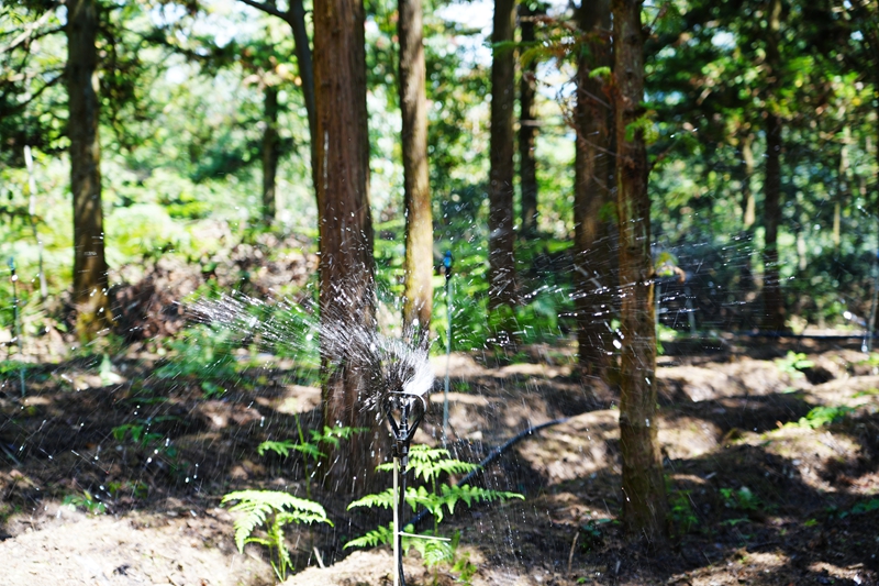 林下赤松茸种植的喷灌系统（王丽红 摄影） (1).JPG