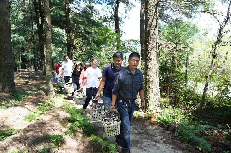 工人采收赤松茸现场（王丽红 摄影） (3).JPG