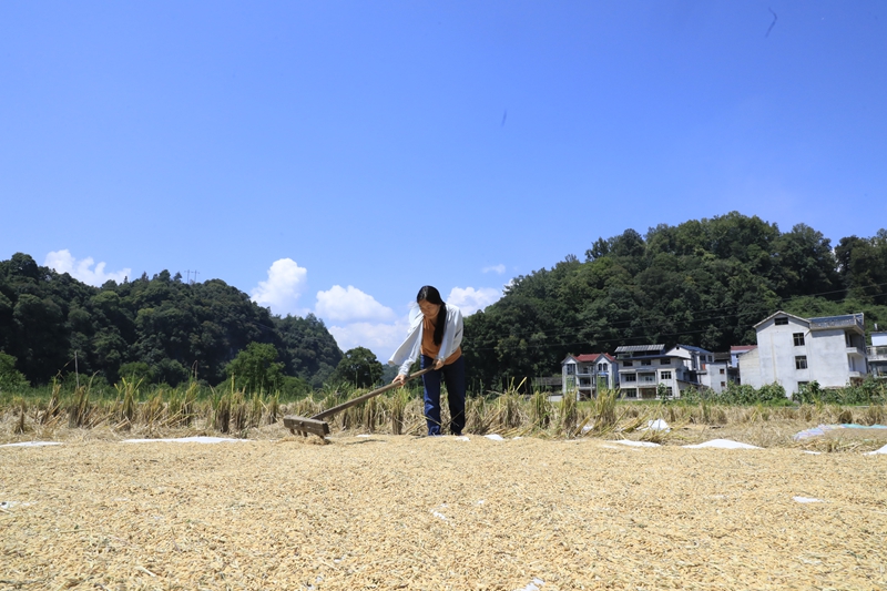 2026年9月8日，高屯社区上少寨村民在晾晒稻谷。吴光辉摄