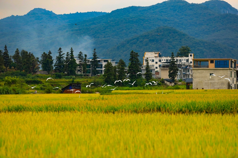 2026年9月10日，成群的白鹭从稻田里飞过。吴光辉摄