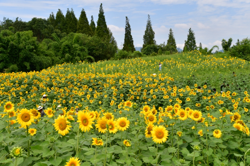 6、向日葵花海 。.jpg