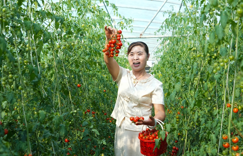 2026年9月7日，贵州省毕节市纳雍县赛乐镇圣女果大棚种植基地，游客在展示刚采摘的圣女果。 杨 英 摄.jpg