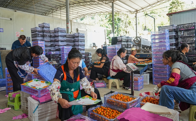 2026年9月7日，贵州省毕节市纳雍县赛乐镇圣女果大棚种植基地，村民在分拣打包圣女果。 杨 英 摄.jpg