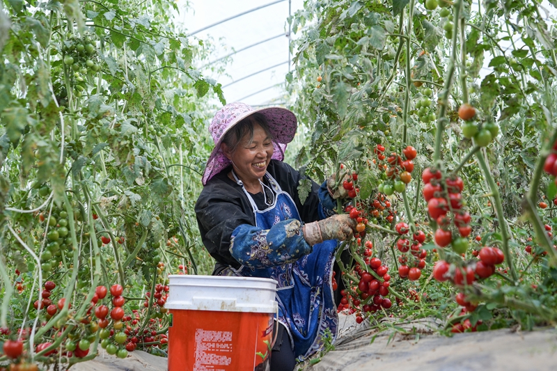 2026年9月7日，贵州省毕节市纳雍县寨乐镇圣女果大棚种植基地，村民在采摘圣女果。 杨英 摄.jpg