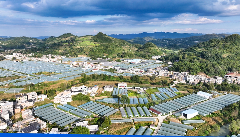 2026年9月7日，航拍贵州省毕节市纳雍县寨乐镇圣女果大棚种植基地。 杨 英  摄.jpg