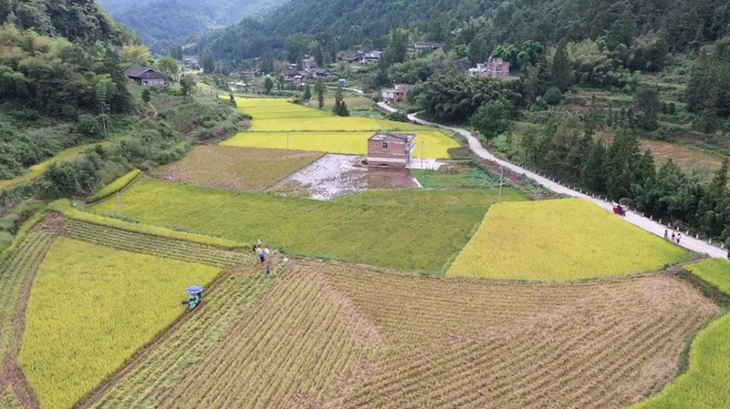 1、馬皇壩梯田，金色稻浪鋪展鄉村豐收畫卷。王燁 攝