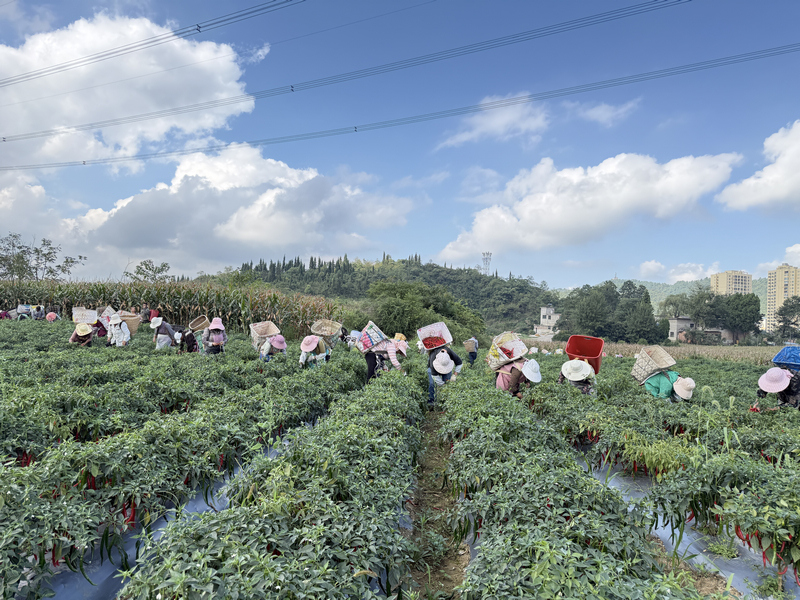 修文县久长街道清水村辣椒种植基地田间地头一派热火朝天的丰收景象。