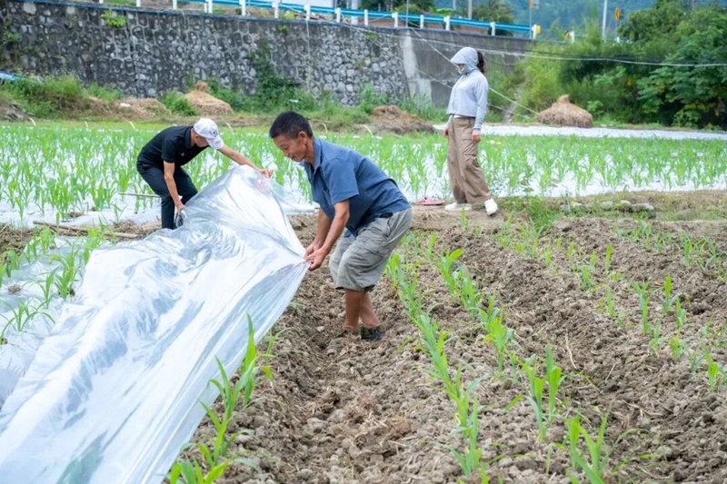 访里村村民在给菜玉米盖膜.jpg