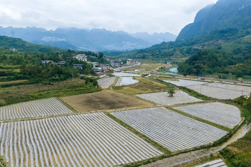 沫阳镇沫阳村蔬菜种植基地一角.jpg