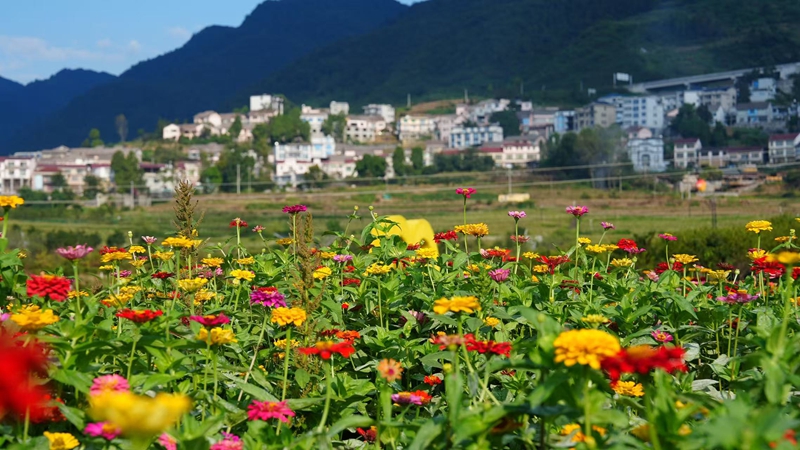 6、百日菊花海全面进入盛花期 。.jpg