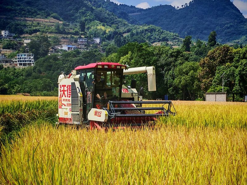 圖為:機器收割