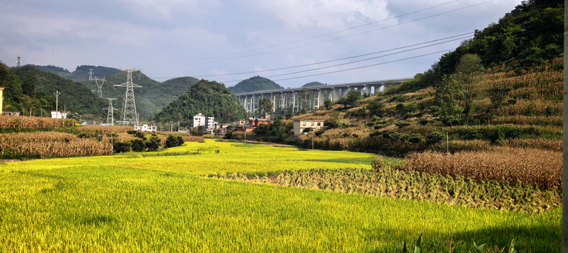 修文县久长街道石安新村新田沟组连片稻谷成熟.