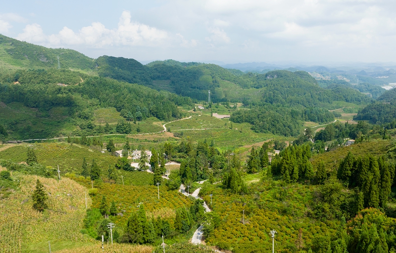 黑土村刺梨种植基地。代胜强 摄.jpg