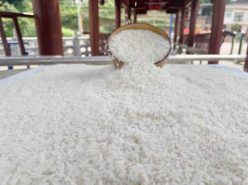飞龙山大米颗粒饱满晶莹。王 摄
