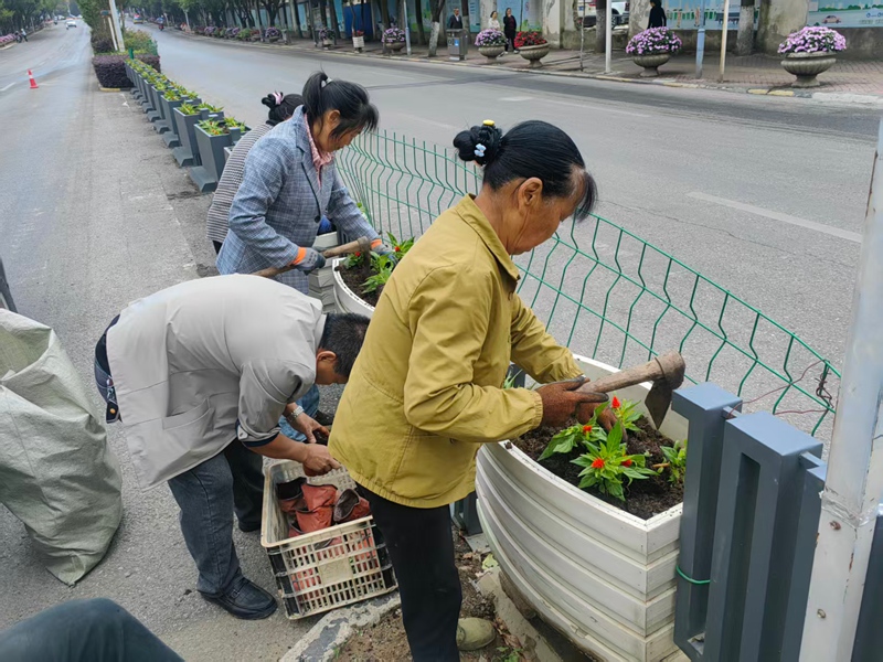 圖5：對開州大道中分帶進行花卉補種