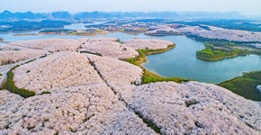 贵安樱花园