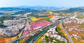 市红枫湖畔 樱花烂漫