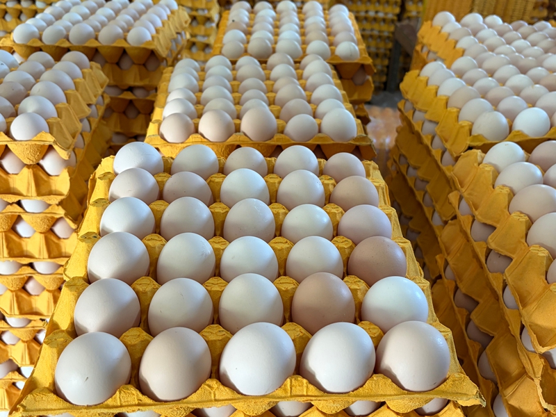 七星关区鑫富康食品有限公司 已装好的鸡蛋 熊晓晓 摄.jpg