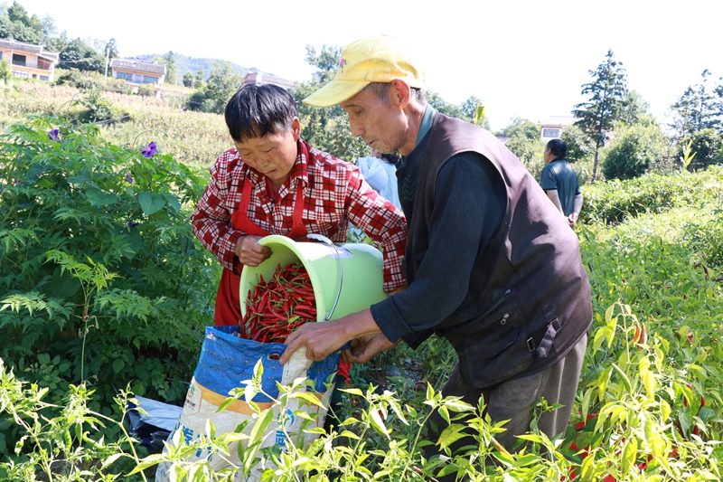 响水乡青山村辣椒种植基地 喜获丰收村民正在采摘辣椒  王月 摄4.JPG