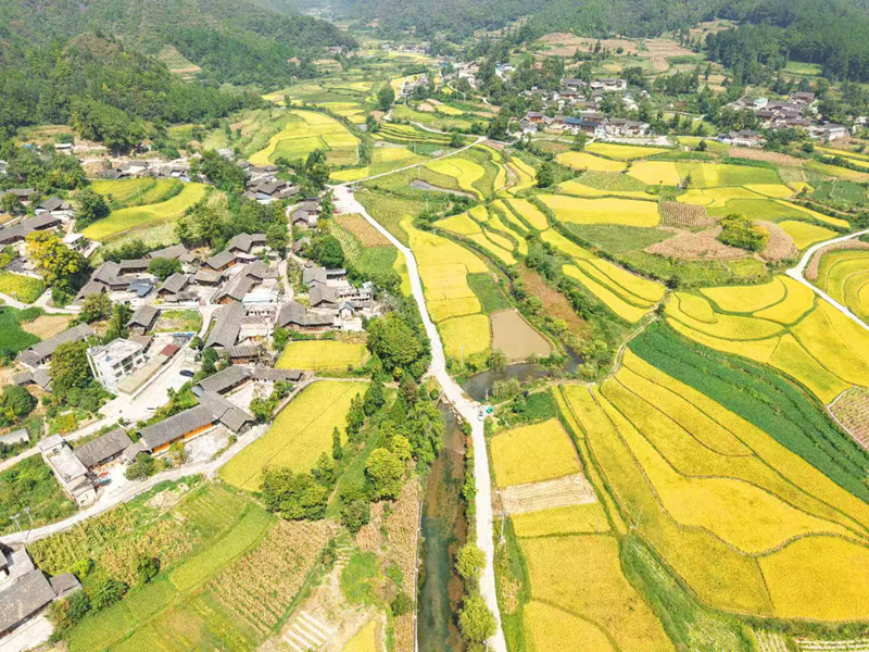 施秉县白垛乡水稻进入收割期。