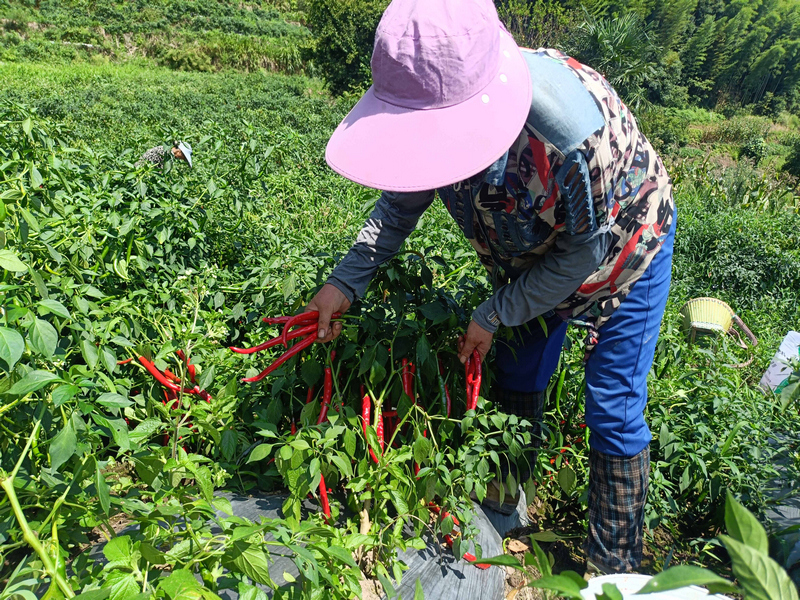 农户在辣椒基地采摘红辣椒，喜迎丰收。