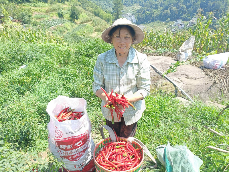 村民手捧采收辣椒，丰收喜悦溢于言表。