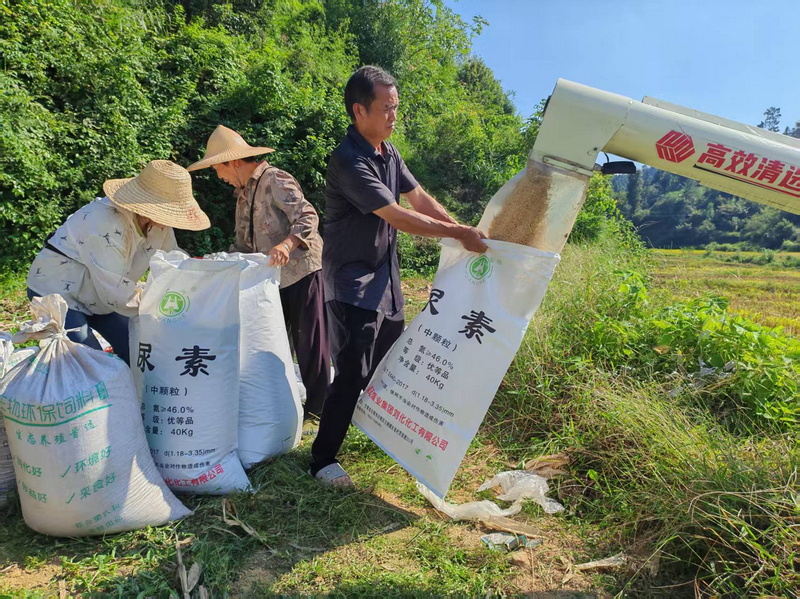 貴州玉屏：稻浪金黃迎豐收 機械化收割顆粒歸倉。