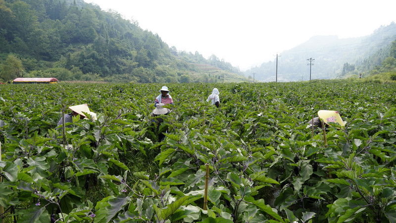 工人在基地采摘茄子。