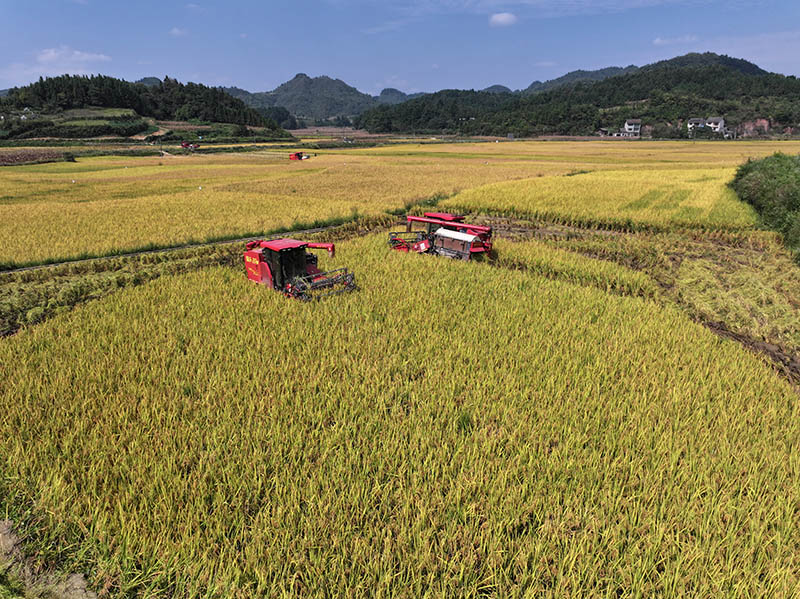 鎮遠縣江古鎮水稻機械化收割現場。吳琦攝