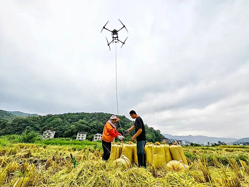 農戶們借助無人機運送稻谷。吳光輝攝