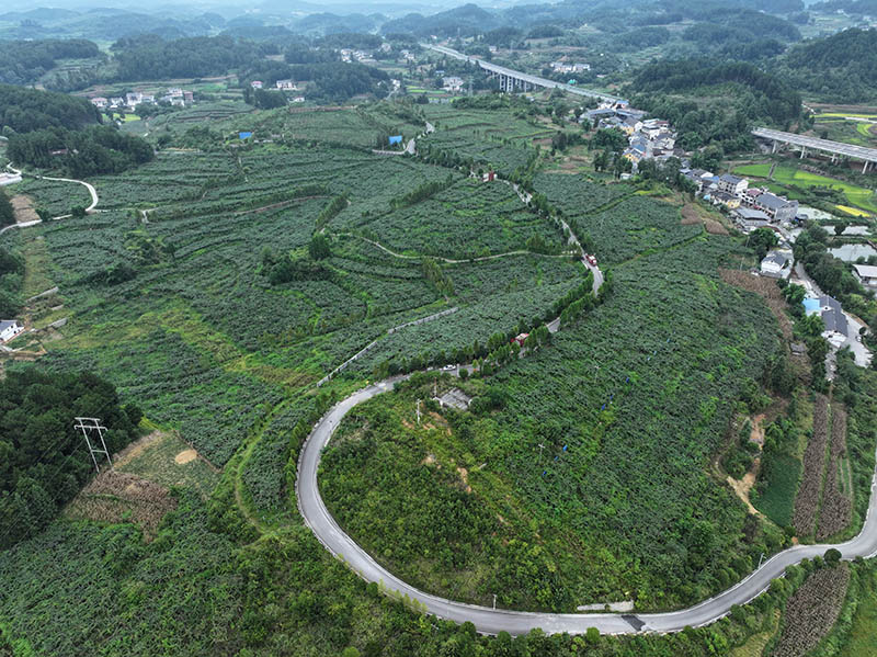 高山村猕猴桃基地。