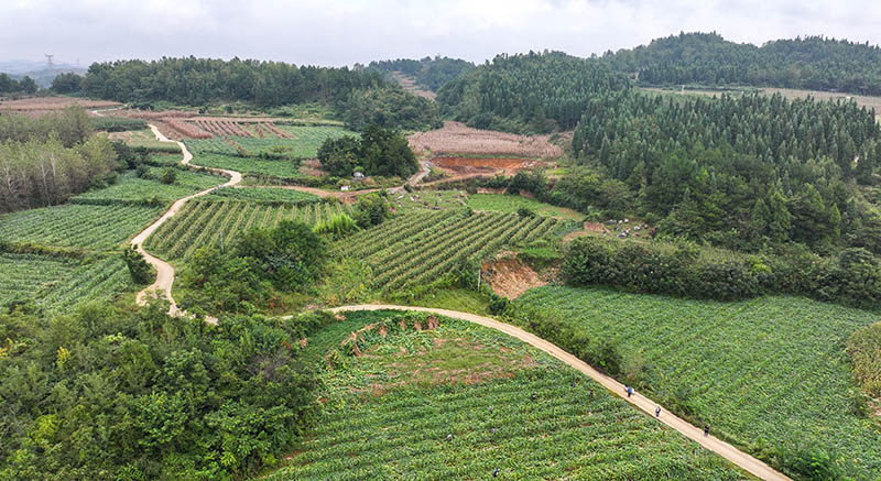 黔西市杜鹃街道岔白社区南瓜种植基地。