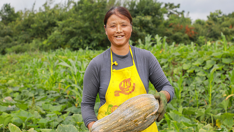 村民在采收南瓜。