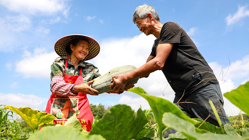 村民在将已采收的南瓜装车 。