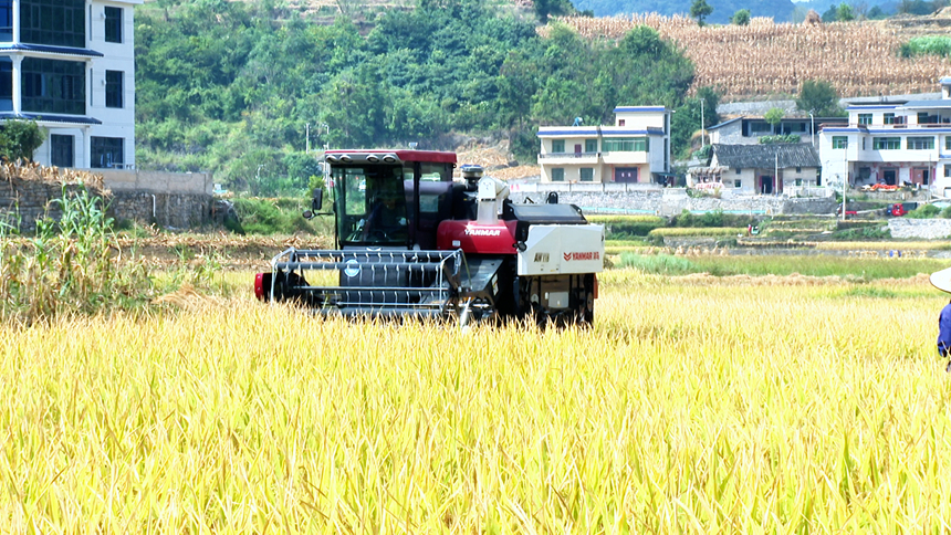 圖為水稻收割機正在作業中。