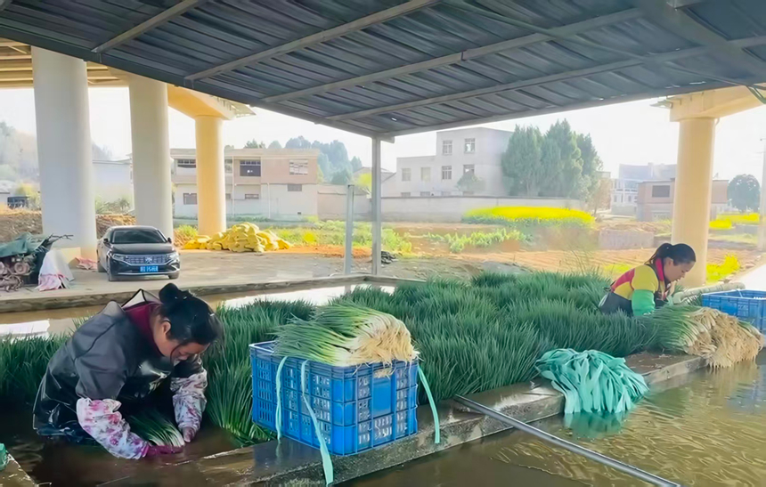香葱。