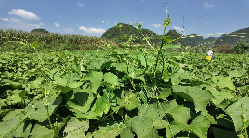 佛手瓜尖种植基地。
