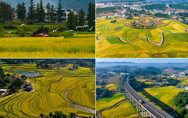 黔彩丰年 | 藏不住了！黔山贵水的“金色盲盒”开卷了