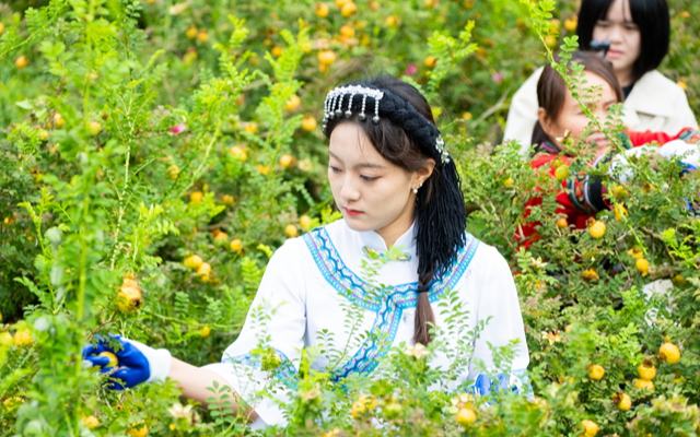 贵州龙里：刺梨飘香迎丰收